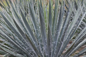 Yucca 'Excalibur'